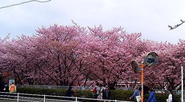 三浦海岸・河津桜の開花状況（2024年2月19日現在）