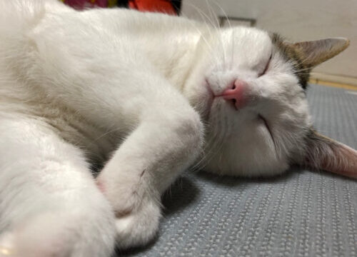 猫の寝顔は癒しの鉄板？愛猫の寝顔だけが見れる癒しの集合体！