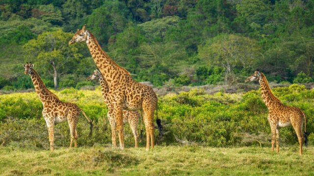 【日々雑感】日本で動物に乗れる場所まとめ｜ゾウ・ラクダ・馬に乗れる観光地ガイド