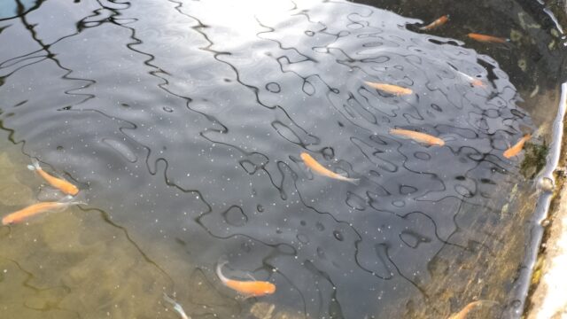 初心者の方向けメダカ飼育方法